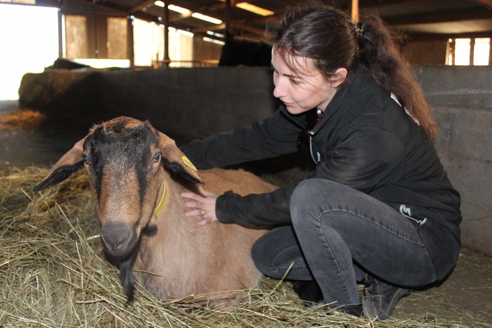 Consultation d'ostéopathie animale pour chèvre et animaux d'élevage